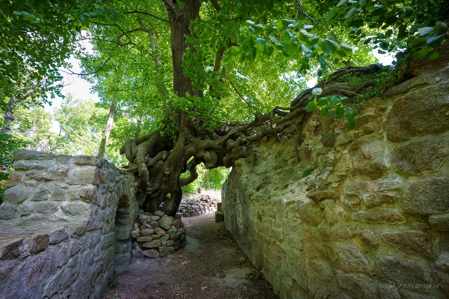 Wanderung zur Stecklenburg und Hexenlinde an der Lauenburg