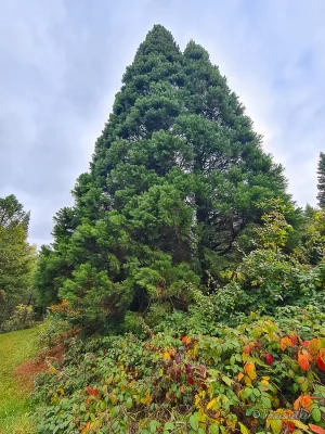 weltwald im harz