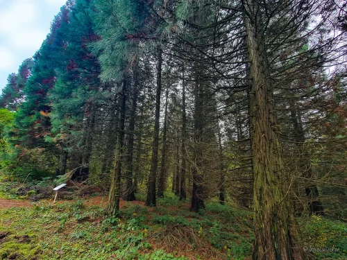 weltwald im harz