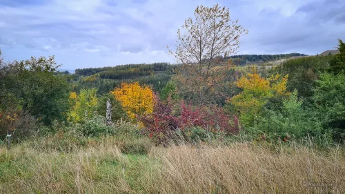 ausblick vom weltwald im harz
