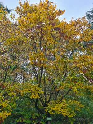weltwald im harz