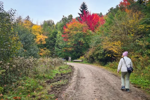weltwald im harz bunter herbst