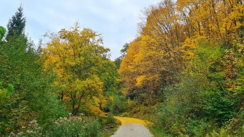 weltwald bei bad grund im harz im goldenen herbst