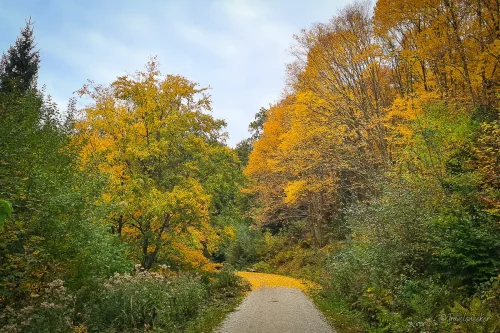 weltwald harz wanderung goldener herbst