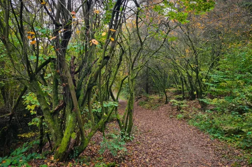 wanderung im weltwald im harz