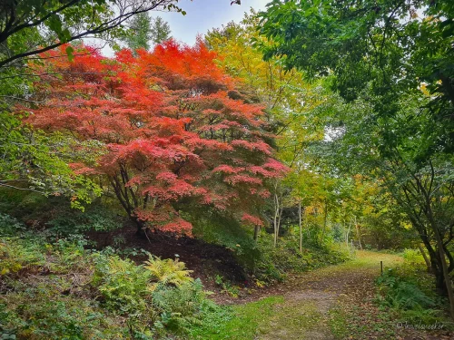 herbst weltwald im harz